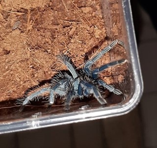 Kentin Göbeğinde Onlarca Piton Yılanı, Örümcek, Kertentele…