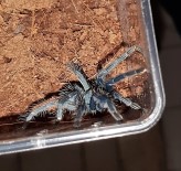 Kentin Göbeğinde Onlarca Piton Yılanı, Örümcek, Kertentele…