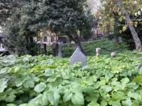 (Özel) İstanbul'da Tarihi Hazirenin İçler Acısı Hali Yürekleri Burktu