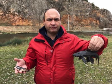 (Özel) Suların Kalitesini Yok Eden İstilacı Balıklar Eskişehir'de Görüldü