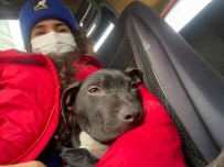 Sokakta Bulduğu Hasta Köpeği Ölümden Kurtardı Haberi
