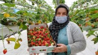 Türkiye'nin İlk Asansörlü Serasında Kış Ayında Üretildi Haberi