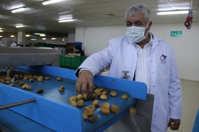 Aydın İncirine Olan Talep Her Geçen Gün Artıyor