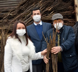 Bilecik'te 110 Bin Ceviz Fidanı Toprakla Buluşacak