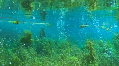 Elbistan'ın 'Deniz Ormanları' Ekonomiye Kazandırılıyor