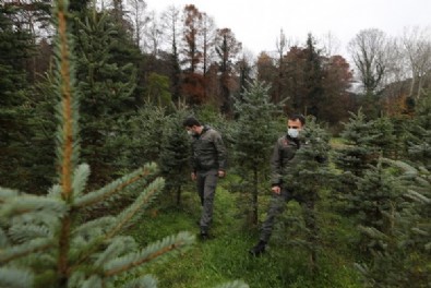 İstanbul'da yılbaşı öncesinde kaçak çam ağacı kesiminin önüne geçmek için Orman Bölge Müdürlüğü denetimleri artırdı