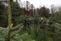 İstanbul'da yılbaşı öncesinde kaçak çam ağacı kesiminin önüne geçmek için Orman Bölge Müdürlüğü denetimleri artırdı