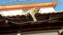 İzmir'de Başı Boş Gezen Maymun Görenleri Şaşırttı Haberi
