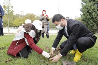 Kağıthane'de Her Köşebaşına Ağaç