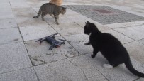 Kedilerin 'Drone' A Saldırısı Renkli Görüntülere Sahne Oldu Haberi