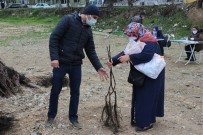 Osmaneli'de Çiftçilere Ceviz Fidanı Dağıtımı Yapıldı