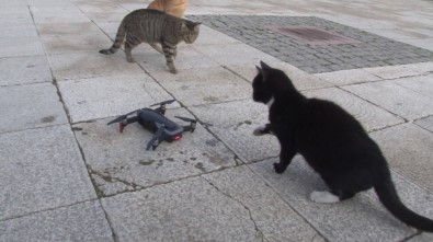(Özel) Kedilerin 'Drone' A Saldırısı Renkli Görüntülere Sahne Oldu