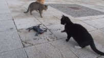 (Özel) Kedilerin 'Drone' A Saldırısı Renkli Görüntülere Sahne Oldu Haberi