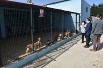 Tekirdağ'da 2 Bin 540 Kedi Ve Köpeğe Tıbbi Müdahale