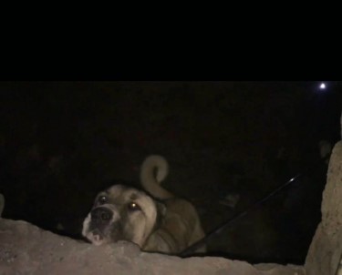Bingöl'de Metruk Yapıda Zincirle Bağlanan Köpek Kurtarıldı