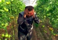 Kumlucalı Çiftçiden 'Kış Domatesini Yemeyin' Diyen Doktora Klipli Cevap Haberi