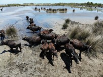 Samsun Manda Popülasyonunda Türkiye'de Zirvede Yer Alıyor