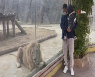 Saracchi, Ailesiyle Birlikte Aslan Park'ı Gezdi