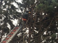 Silivri'de Ağaç Budamaya Çıkan İşçi Elektrik Akımına Kapıldı Haberi