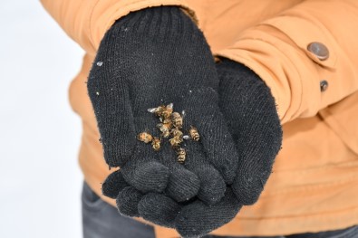 Şırnak'ta Kara Saplanan Arılar, Arıcıların Avuçlarında Hayat Buluyor