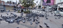Silivri'de Aç Kalan Güvercinleri Polis Besledi Haberi