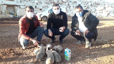 Anneleri Ölen Yavru Köpeklere Hayvanseverler Sahip Çıktı