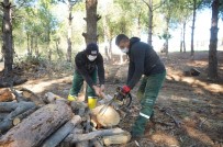 Ayvalık'ta Budanan Odunlar Dar Gelirlinin Sobasına Gidiyor