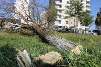 Diyarbakır'da Ağaç Katliamına Site Sakinlerinden Tepki Haberi