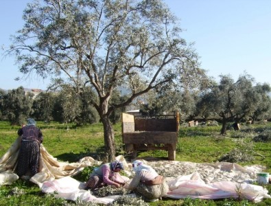 Ödemiş'te Zeytin Hasadı Sürüyor