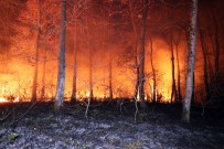 Sakarya İl Ormanında Korkutan Yangın