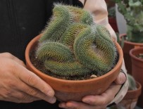 Yetiştirdiği Kaktüslere Pandemide Yoğun Talep Oldu, Şimdilerde Taleplere Yetişemiyor