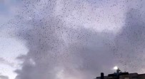 (ÖZEL) İstanbul Semalarında Sığırcık Kuşlarının Muhteşem Dansı