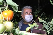 Antalya'da Çiftçilerin Film Sahnelerini Aratmayan Domates Hırsızları Nöbeti Haberi