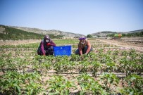 Ekolojik Köy Büyüyor