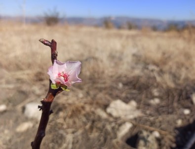 Karaman'da Badem Ağacı Aralık Ayında Çiçek Açtı