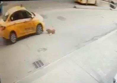 (Özel) Pendik'te Köpeğe Çarpan Taksici Kaçtı