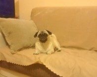 Çaldıkları Köpeği Severek Sakinleştiren Şahıslar Güvenlik Kameralarına Yansıdı