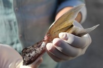 Antalyalı Balıkçılar Balon Balığının Kuyruğundan 180 Bin TL Kazandı