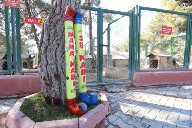 Büyükşehir, Yılbaşı Kısıtlamalarında Sokak Hayvanlarını Aç Bırakmayacak