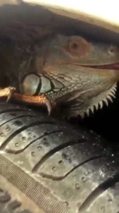 İguana'nın İnadı