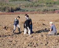 Köylülerden İmece Usulü Ceviz Bahçesi