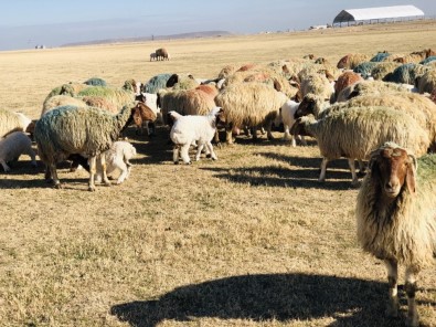 Kuzuların Koyunlarla Buluşması Renkli Görüntüler Oluşturdu