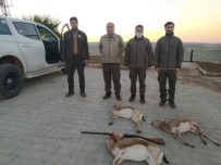 Şanlıurfa'da Ceylanları Avlayan 4 Kişi Suçüstü Yakalandı