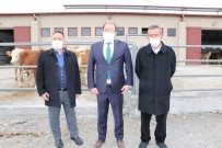 Damızlık Düve Merkezinin İlk Düveleri İsviçre'den Geldi