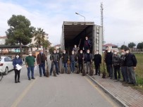 Samsun'da Kapama Ceviz Bahçeleri Artıyor