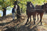 Traktör Ağaç Köklerine Zarar Verince Atlar Yeniden Sabana Koşuldu Haberi