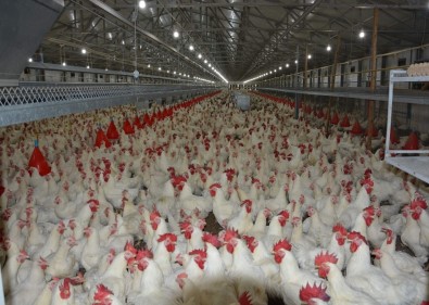 Beyaz Et Sektörü Japonya Ve Çin'den Sonra Gözünü AB Pazarına Dikti