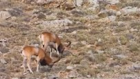 Kumalar Dağına 30 Yaban Koyunu Yerleştirildi