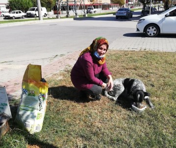 Yenişehirliler Köpeklerin Canlı Canlı Ölüme Terk Edilmesine İsyan Etti