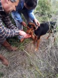 İzmir İtfaiyesi, Kuyuda Mahsur Kalan Köpeği Kurtardı Haberi